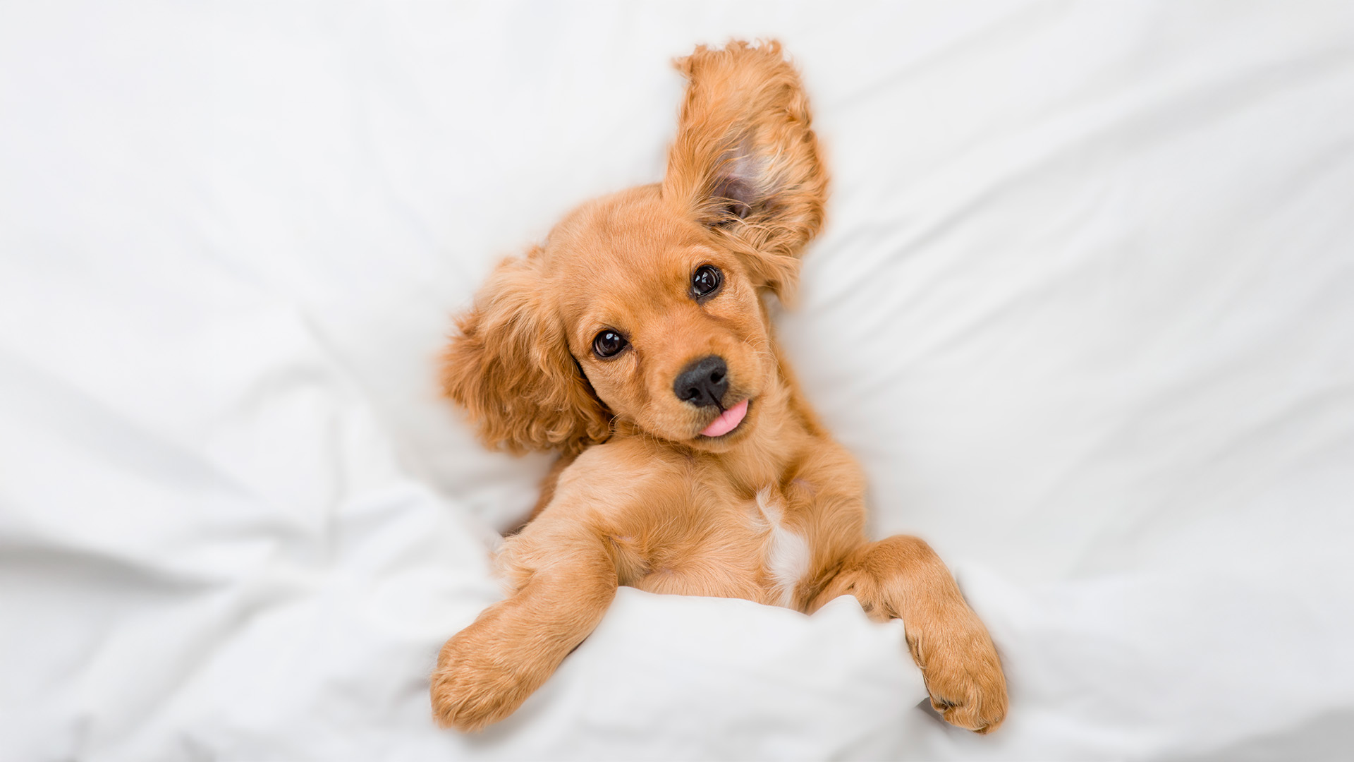brown dog on white bed