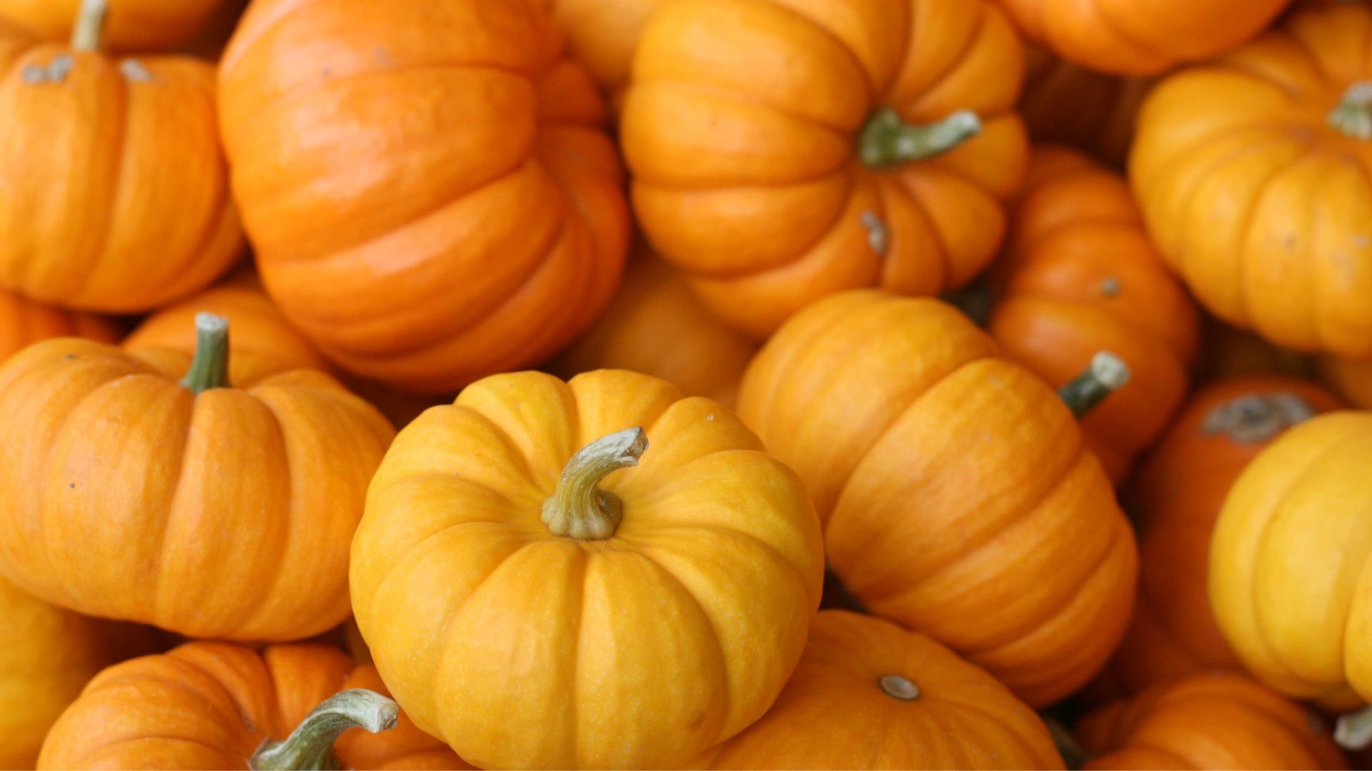 pumpkins